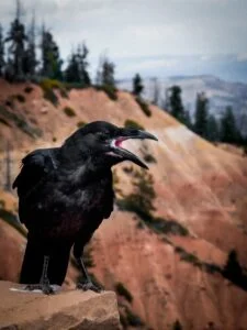 crow kagbhushundi